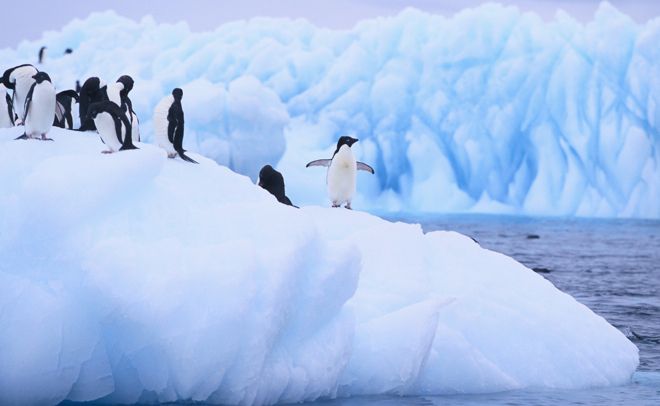 Adelie Penguins Clustered on an Iceberg